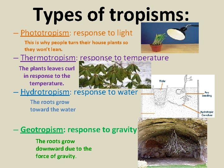 Types of tropisms: – Phototropism: response to light This is why people turn their