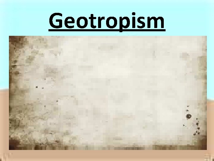 Geotropism 