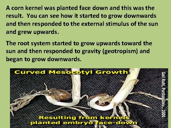 A corn kernel was planted face down and this was the result. You can