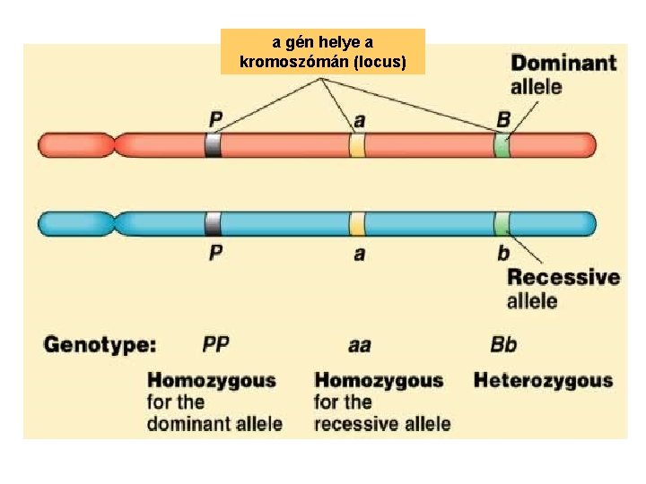 a gén helye a kromoszómán (locus) 