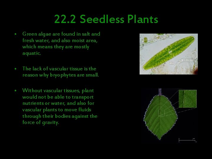 22. 2 Seedless Plants • Green algae are found in salt and fresh water,
