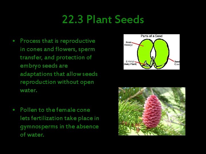 22. 3 Plant Seeds • Process that is reproductive in cones and flowers, sperm