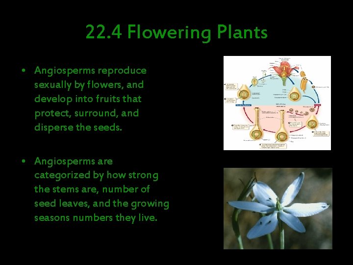 22. 4 Flowering Plants • Angiosperms reproduce sexually by flowers, and develop into fruits