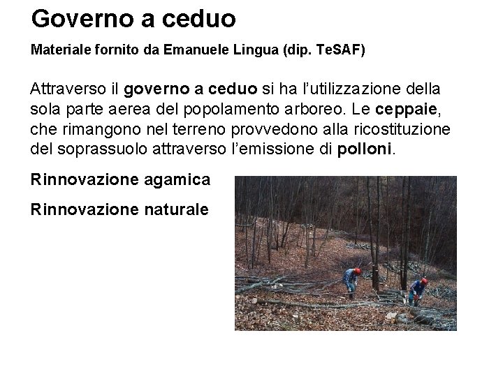 Governo a ceduo Materiale fornito da Emanuele Lingua (dip. Te. SAF) Attraverso il governo