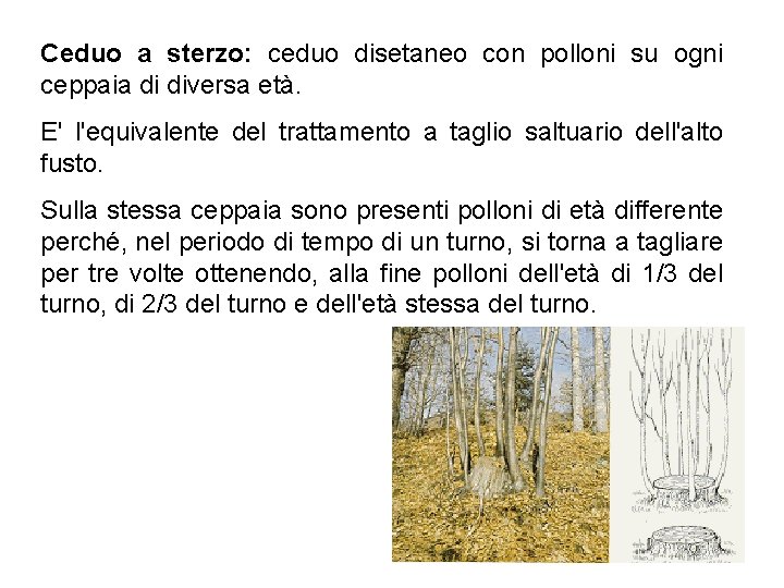  Ceduo a sterzo: ceduo disetaneo con polloni su ogni ceppaia di diversa età.