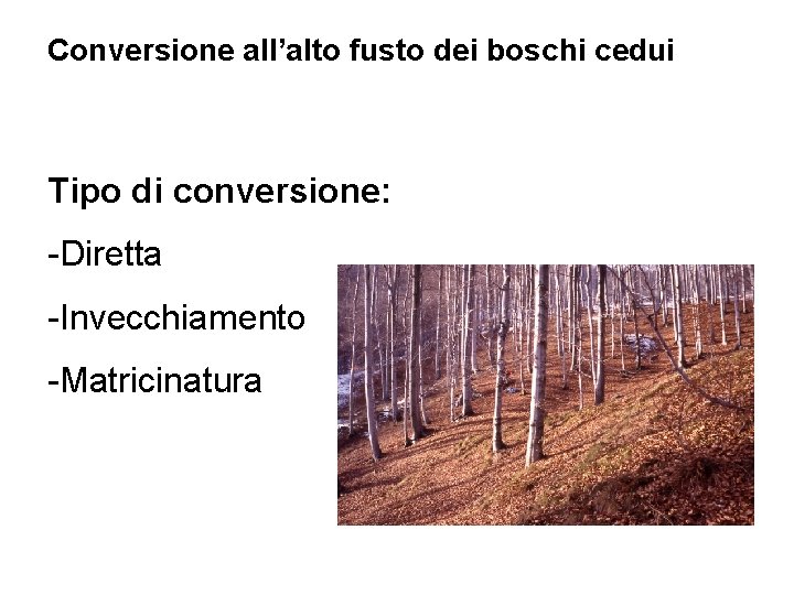 Conversione all’alto fusto dei boschi cedui Tipo di conversione: -Diretta -Invecchiamento -Matricinatura 