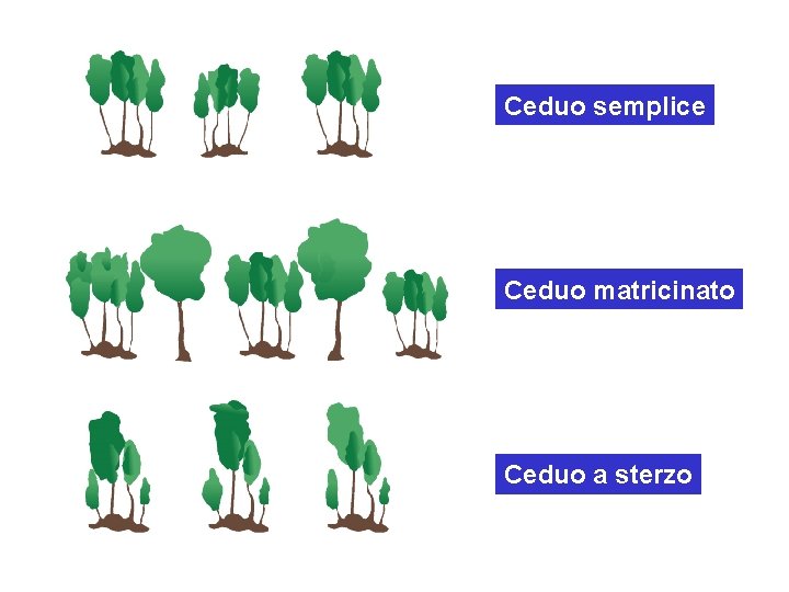 Ceduo semplice Ceduo matricinato Ceduo a sterzo 