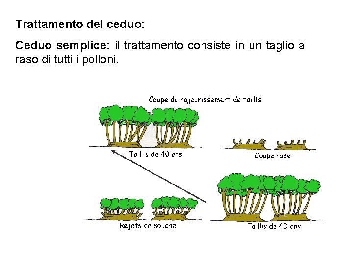 Trattamento del ceduo: Ceduo semplice: il trattamento consiste in un taglio a raso di