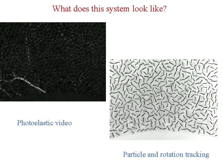 What does this system look like? Photoelastic video Particle and rotation tracking 