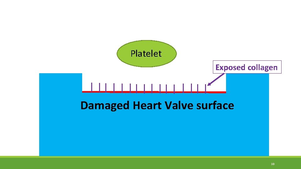 Platelet Exposed collagen Damaged Heart Valve surface 10 Platelet Exposed collagen Damaged Heart Valve surface 10