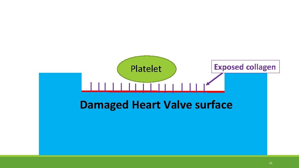 Platelet Exposed collagen Damaged Heart Valve surface 11 Platelet Exposed collagen Damaged Heart Valve surface 11