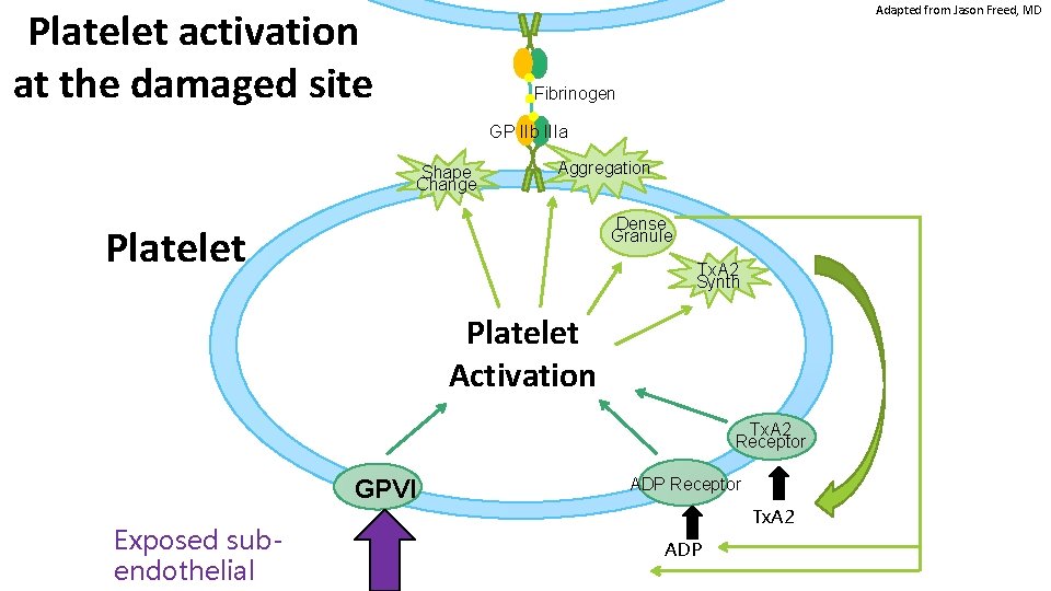 Adapted from Jason Freed, MD Platelet activation at the damaged site Fibrinogen GP IIb Adapted from Jason Freed, MD Platelet activation at the damaged site Fibrinogen GP IIb