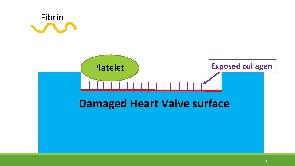 Fibrin Platelet Exposed collagen Damaged Heart Valve surface 13 Fibrin Platelet Exposed collagen Damaged Heart Valve surface 13