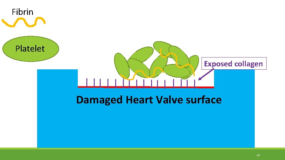 Fibrin Platelet Exposed collagen Damaged Heart Valve surface 14 Fibrin Platelet Exposed collagen Damaged Heart Valve surface 14