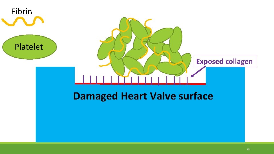 Fibrin Platelet Exposed collagen Damaged Heart Valve surface 15 Fibrin Platelet Exposed collagen Damaged Heart Valve surface 15