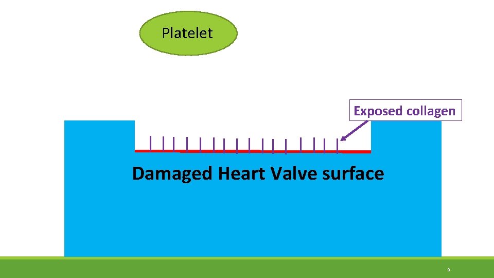 Platelet Exposed collagen Damaged Heart Valve surface 9 Platelet Exposed collagen Damaged Heart Valve surface 9