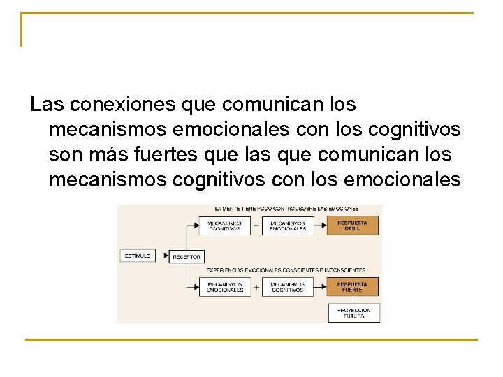 Las conexiones que comunican los mecanismos emocionales con los cognitivos son más fuertes que