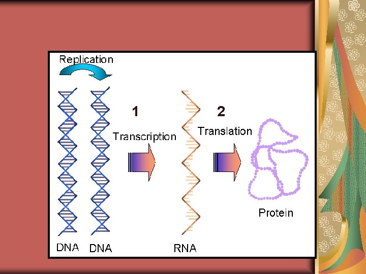 2 Steps of Protein Synthesis 1 2 2 Steps of Protein Synthesis 1 2