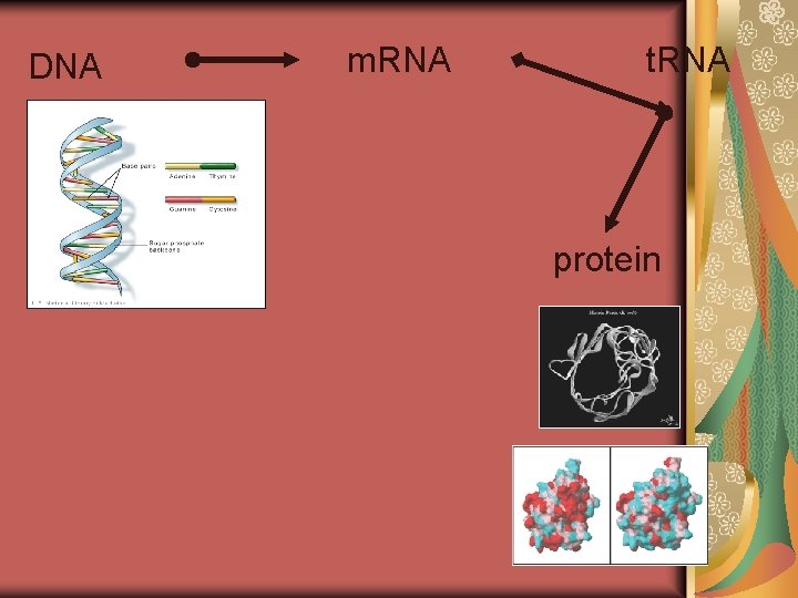 DNA m. RNA t. RNA protein DNA m. RNA t. RNA protein