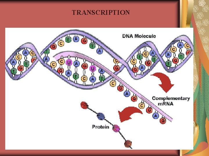 TRANSCRIPTION TRANSCRIPTION