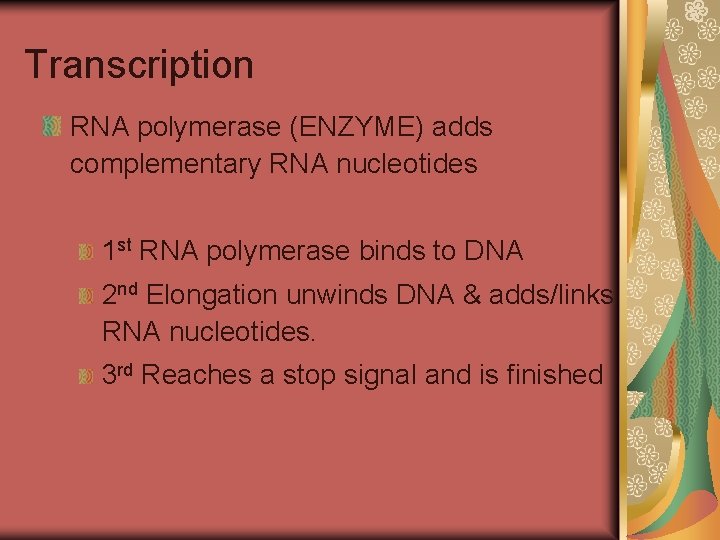 Transcription RNA polymerase (ENZYME) adds complementary RNA nucleotides 1 st RNA polymerase binds to Transcription RNA polymerase (ENZYME) adds complementary RNA nucleotides 1 st RNA polymerase binds to