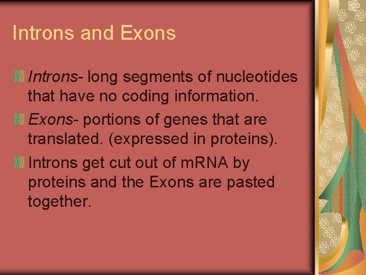 Introns and Exons Introns- long segments of nucleotides that have no coding information. Exons- Introns and Exons Introns- long segments of nucleotides that have no coding information. Exons-