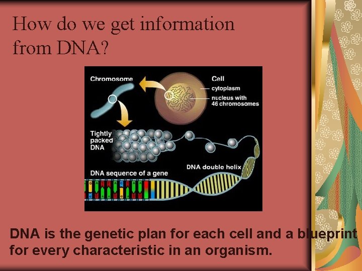 How do we get information from DNA? DNA is the genetic plan for each How do we get information from DNA? DNA is the genetic plan for each