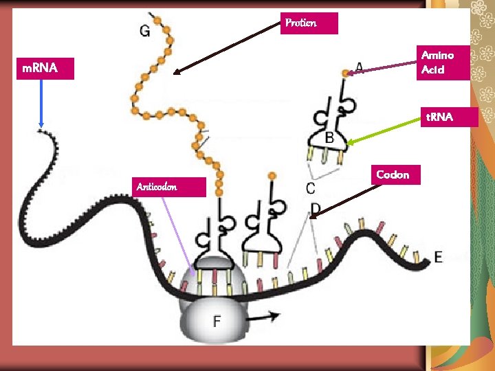 Protien Amino Acid m. RNA t. RNA Anticodon Codon Protien Amino Acid m. RNA t. RNA Anticodon Codon