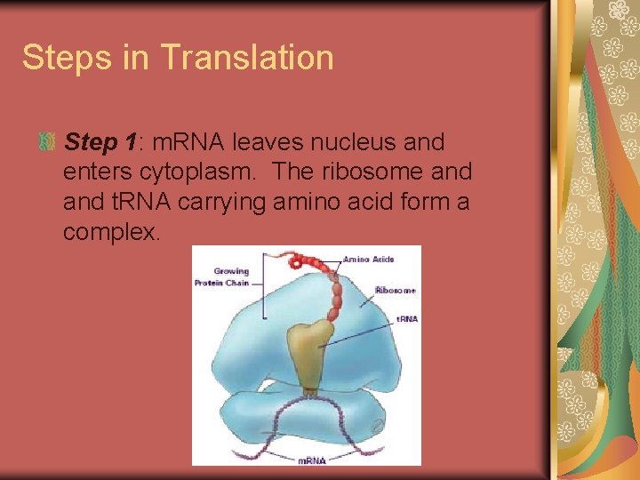 Steps in Translation Step 1: m. RNA leaves nucleus and enters cytoplasm. The ribosome Steps in Translation Step 1: m. RNA leaves nucleus and enters cytoplasm. The ribosome