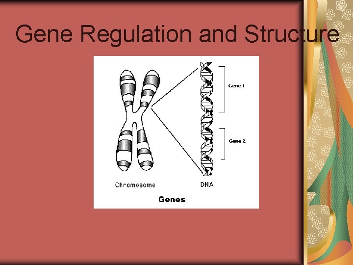 Gene Regulation and Structure Gene Regulation and Structure