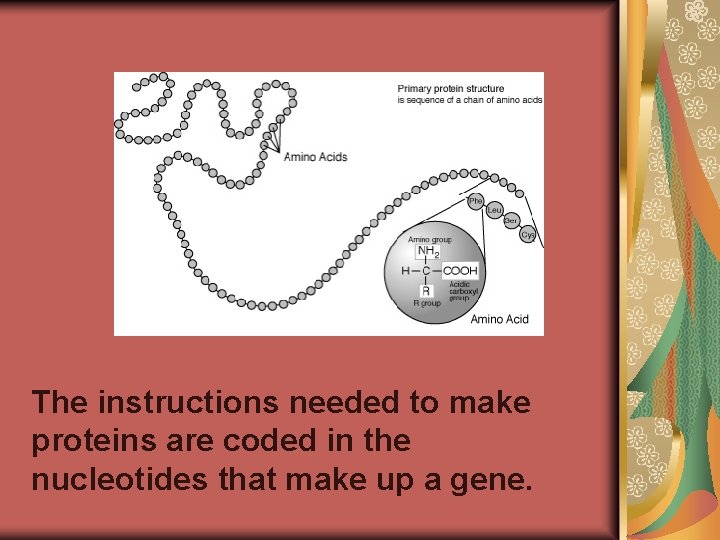 The instructions needed to make proteins are coded in the nucleotides that make up The instructions needed to make proteins are coded in the nucleotides that make up