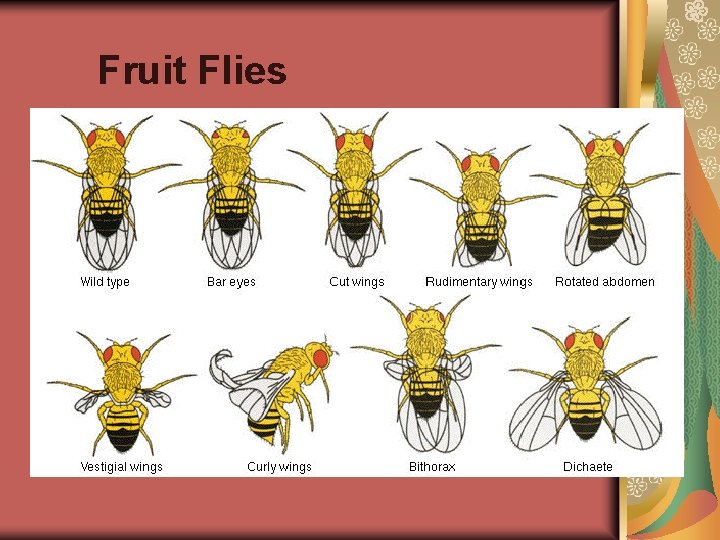 Fruit Flies Fruit Flies
