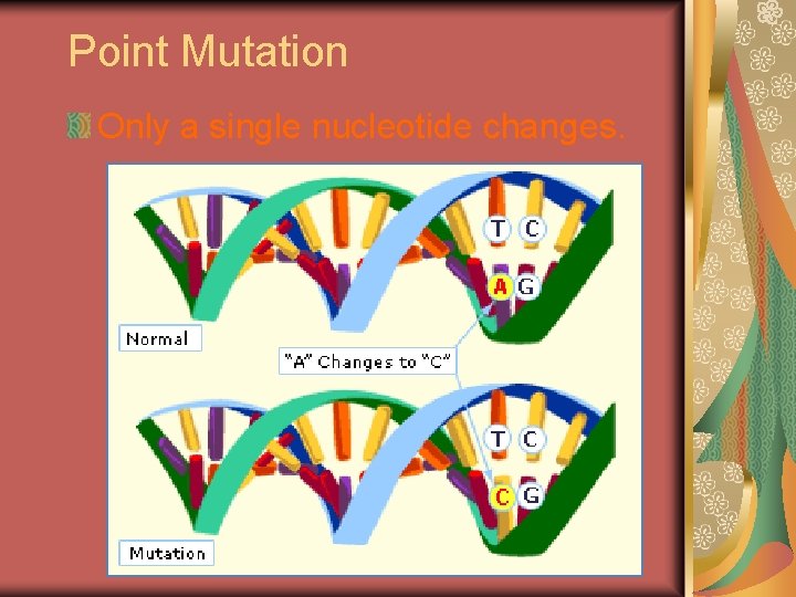 Point Mutation Only a single nucleotide changes. Point Mutation Only a single nucleotide changes.