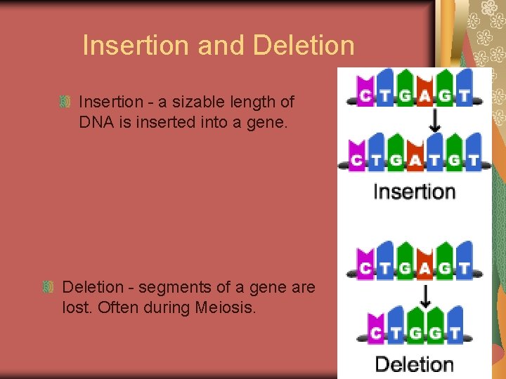 Insertion and Deletion Insertion - a sizable length of DNA is inserted into a Insertion and Deletion Insertion - a sizable length of DNA is inserted into a