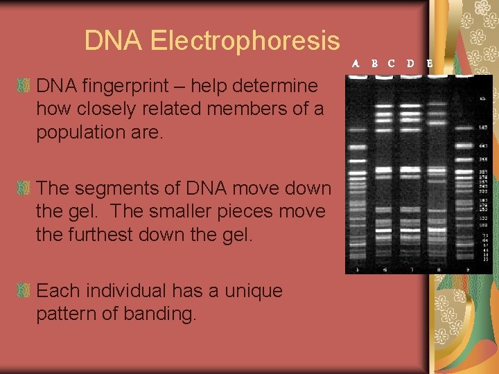 DNA Electrophoresis A DNA fingerprint – help determine how closely related members of a DNA Electrophoresis A DNA fingerprint – help determine how closely related members of a