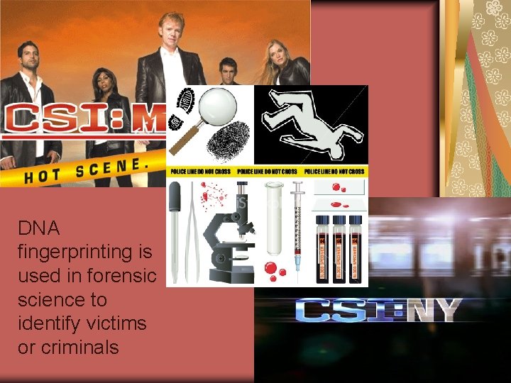 DNA fingerprinting is used in forensic science to identify victims or criminals DNA fingerprinting is used in forensic science to identify victims or criminals