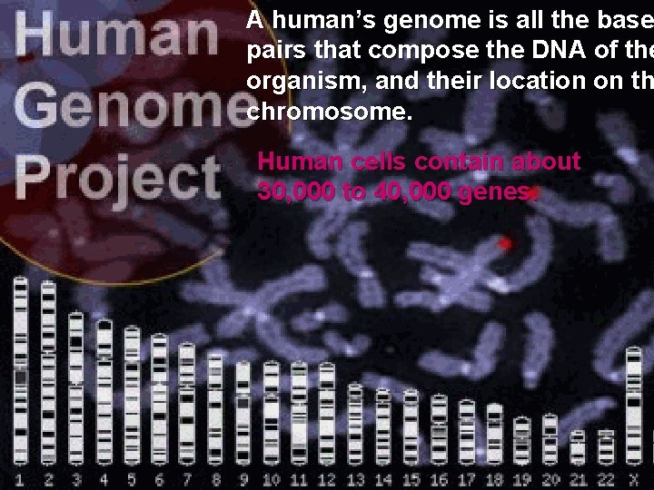 A human’s genome is all the base pairs that compose the DNA of the A human’s genome is all the base pairs that compose the DNA of the