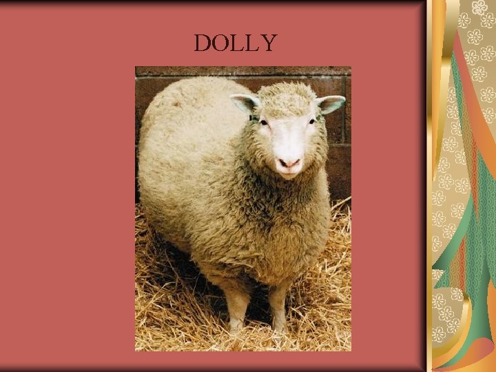 DOLLY DOLLY