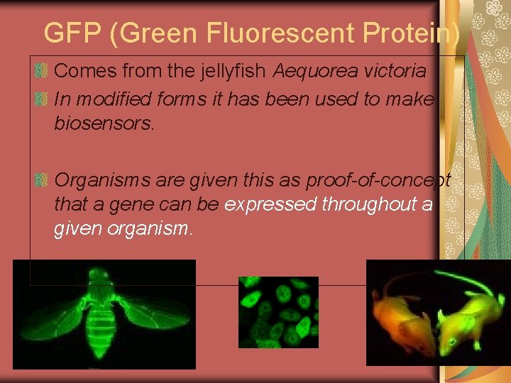GFP (Green Fluorescent Protein) Comes from the jellyfish Aequorea victoria In modified forms it GFP (Green Fluorescent Protein) Comes from the jellyfish Aequorea victoria In modified forms it