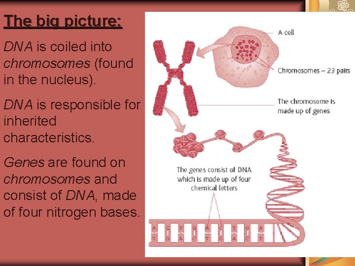 The big picture: DNA is coiled into chromosomes (found in the nucleus). DNA is The big picture: DNA is coiled into chromosomes (found in the nucleus). DNA is