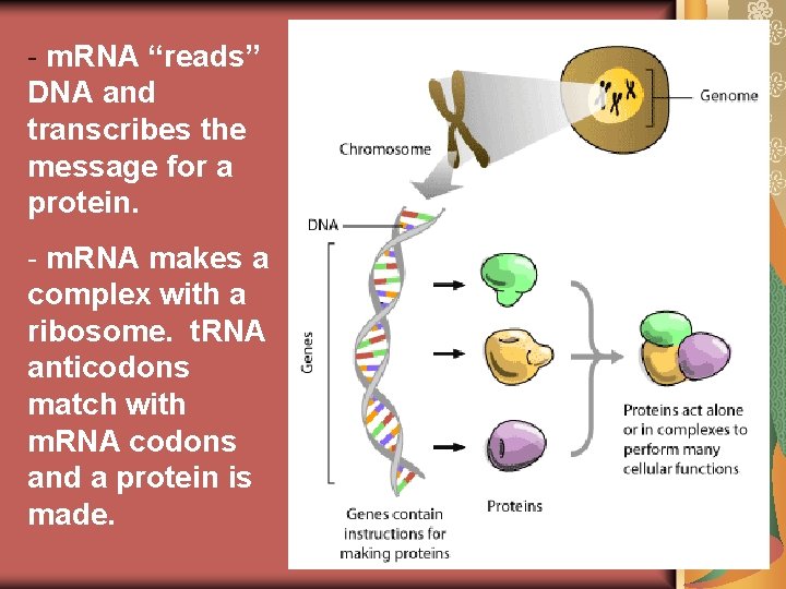 - m. RNA “reads” DNA and transcribes the message for a protein. - m. - m. RNA “reads” DNA and transcribes the message for a protein. - m.
