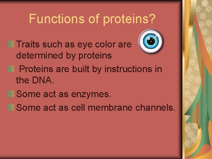 Functions of proteins? Traits such as eye color are determined by proteins Proteins are Functions of proteins? Traits such as eye color are determined by proteins Proteins are