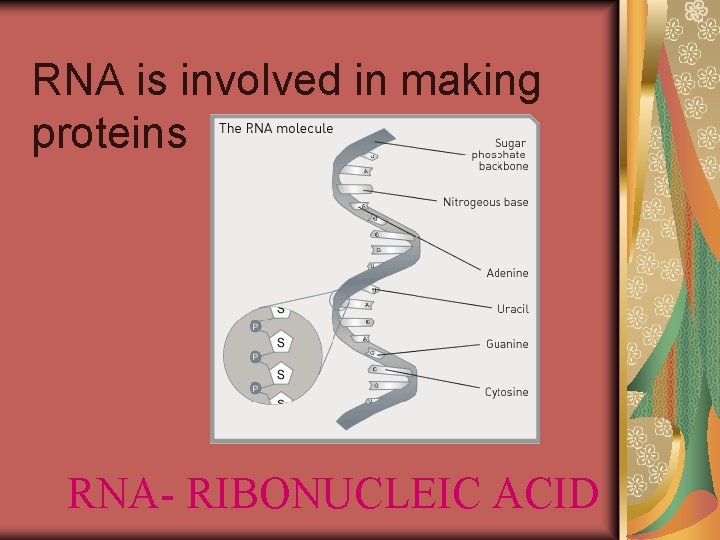 RNA is involved in making proteins RNA- RIBONUCLEIC ACID RNA is involved in making proteins RNA- RIBONUCLEIC ACID
