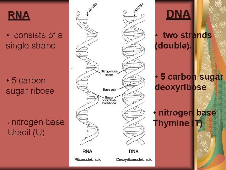 DNA RNA • consists of a single strand • two strands (double). • 5 DNA RNA • consists of a single strand • two strands (double). • 5