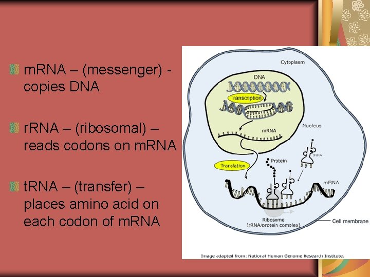 3 types of RNA m. RNA – (messenger) copies DNA r. RNA – (ribosomal) 3 types of RNA m. RNA – (messenger) copies DNA r. RNA – (ribosomal)