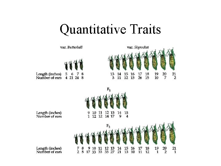 Quantitative Traits 