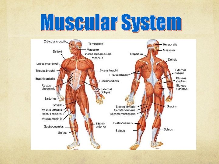 Muscular System 