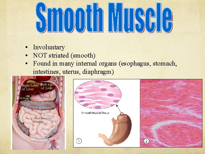  • Involuntary • NOT striated (smooth) • Found in many internal organs (esophagus,