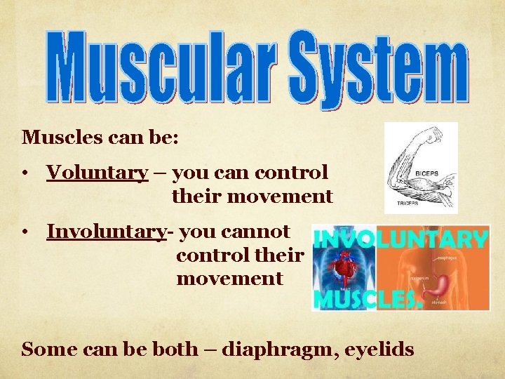 Muscles can be: • Voluntary – you can control their movement • Involuntary- you