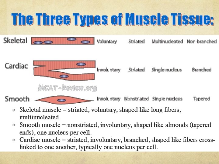 The Three Types of Muscle Tissue: 
